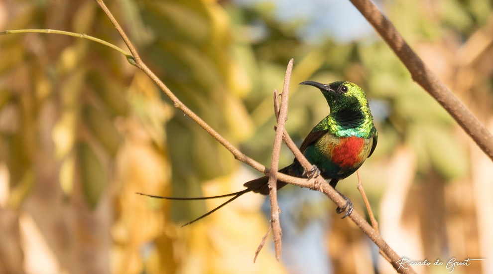 Beautiful Sun-bird 